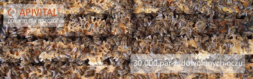 APIVITAL® syrop dla pszczół - po zimowaniu z naszą karmą pszczoły są wiosną silniejsze, witalniejsze i silniej się rozwijają